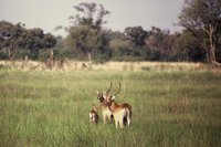 : Kobus leche leche; Red Lechwe