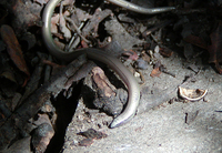 : Anniella pulchra; Silvery Legless Lizard