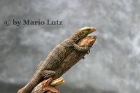 : Varanus olivaceus; Grays Monitor