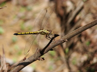 : Trithemis pallidinervis; Long-legged Marsh Glider