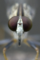 Unidentified Robber Fly