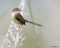 Plain Prinia