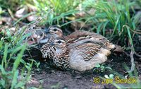 Photo of frankolín chocholatý, Francolinus sephaena, Crested Francolin, Schopffrankolin