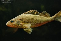 Hork (Gymnocephalus cernuus) Foto/billede af