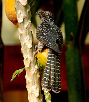 pullikkuyil - Asian Koel (Eudynamys scolopacea)