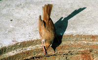 Manchurian Bush-Warbler, Cettia canturians, female - Flickr