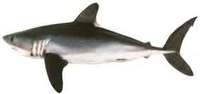 Porbeagle - Lamna nasus