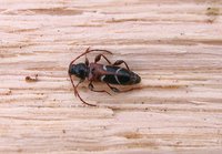 Phymatodes alni alni