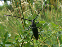 Cerambyx cerdo cerdo