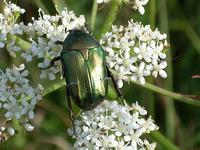 Cetonia aurata pisana