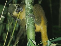 Golden Bamboo Lemur Hapalemur aureus eating a branch shoot