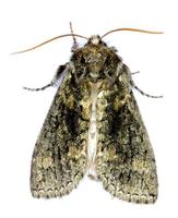 Polyploca ridens - Frosted Green