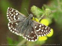 Pyrgus malvae - Grizzled Skipper