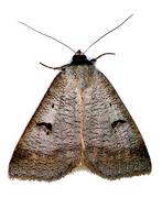Lygephila pastinum - Blackneck