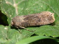 Agrotis segetum - Turnip Moth