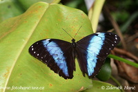 Morpho achilles