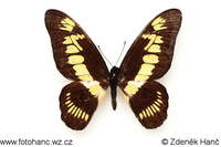 Graphium latreillianus