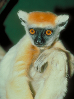 Golden-crowned sifaka (Propithecus tattersalli)