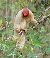 White bald-headed uakari (Cacajao calvus calvus)