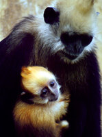 White-headed langur (Trachypithecus poliocephalus leucocephalus)