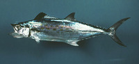 Scomberomorus maculatus, Spanish mackerel: fisheries, gamefish