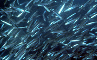 Gymnocaesio gymnoptera, Slender fusilier: fisheries, bait