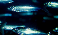 Clupea pallasii pallasii, Pacific herring: fisheries, gamefish, bait