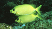 Siganus puelloides, Blackeye rabbitfish:
