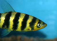 Leporinus fasciatus, Banded leporinus: fisheries, aquarium