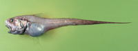 Nezumia brevibarbata, Shortbeard grenadier: fisheries