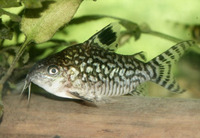 Corydoras reticulatus, Reticulated corydoras: aquarium