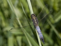 Orthetrum cancellatum - Black-tailed Skimmer