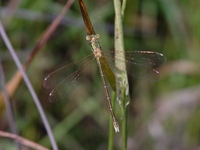 Lestes barbarus