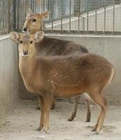 Image of: Axis porcinus (hog deer)