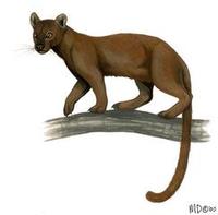 Image of: Cryptoprocta ferox (fossa)