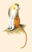 Image of: Erythrocebus patas (patas monkey)