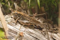 Platycleis albopunctata albopunctata