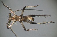 Macrosiphoniella sanborni - Chrysanthemum Aphid