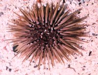 Echinometra mathaei - Burrowing urchin