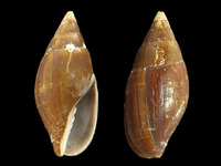 Mitra cornea