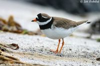 Charadrius hiaticula - Common Ringed Plover