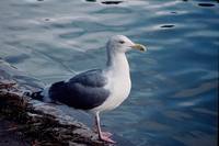 Larus occidentalis - Western Gull