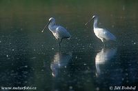 Platalea leucorodia - Eurasian Spoonbill