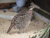 Pucrasia macrolopha - Koklass Pheasant