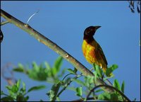 Ploceus cucullatus - Village Weaver