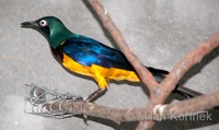 Lamprotornis regius - Golden-breasted Starling