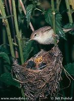 Acrocephalus palustris - Marsh Warbler