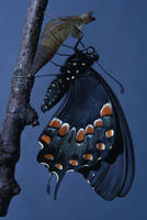 Image of: Papilio troilus (spicebush swallowtail)