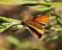 Image of: Thymelicus lineola (European skipper)