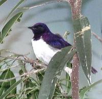 Image of: Cinnyricinclus leucogaster (amethyst starling)